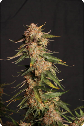 seedstockers