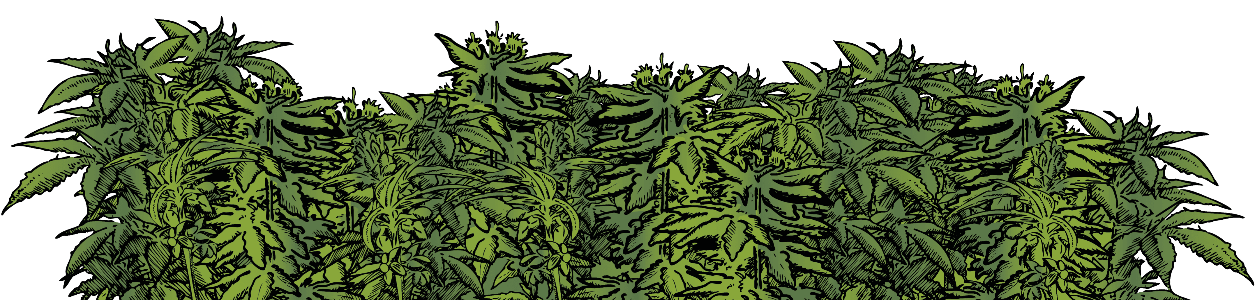 seedstockers