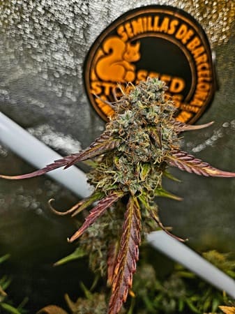 Sticky Fingers Auto Sticky Fingers Auto