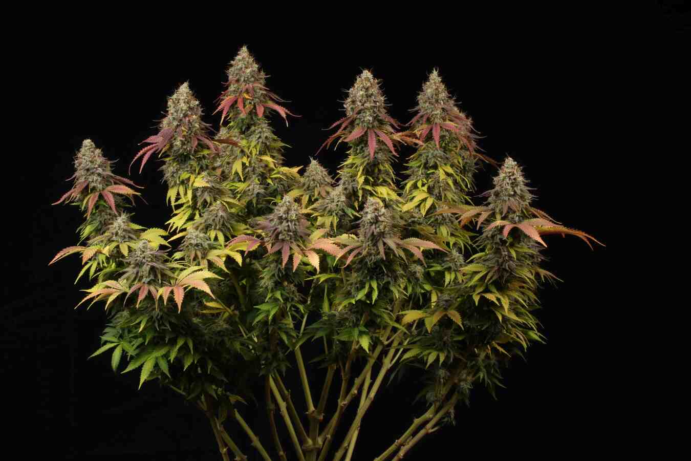 seedstockers